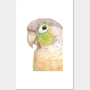 Watercolor green-cheeked parakeet portrait Posters and Art